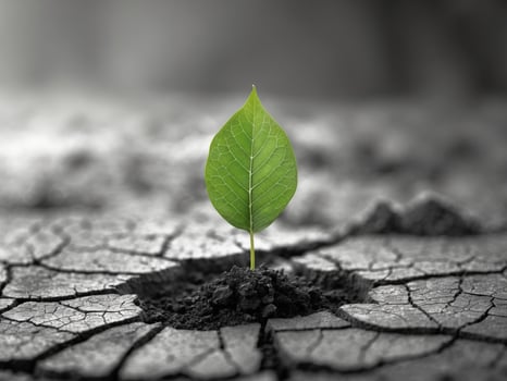 Green Leaf Growing on Dry Cracked Soil Symbolizing Hope and Resilience in Nature photo