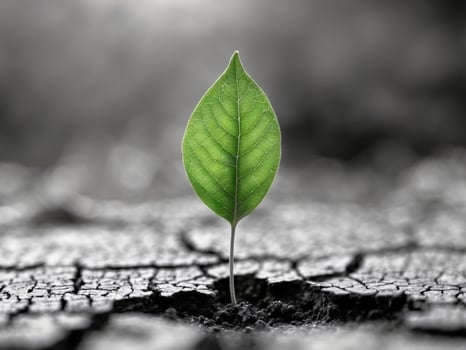 Green Leaf Growing on Dry Cracked Soil Symbolizing Hope and Resilience in NatureGreen Leaf Growing on Dry Cracked Soil Symbolizing Hope and Resilience in Nature. photo