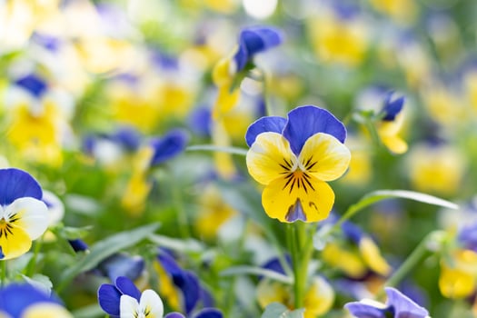 Pancy flowers in local park. photo