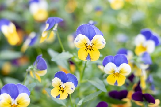 Pancy flowers in local national park. photo