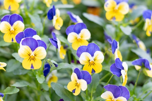 Pancy flowers in local thai park. photo