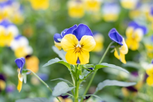 Pancy flowers in local asian park. photo