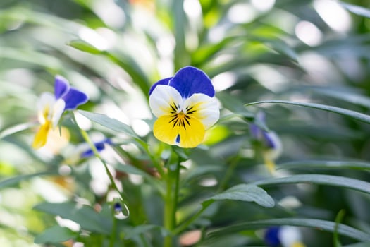 Pancy flowers in local asian public park. photo