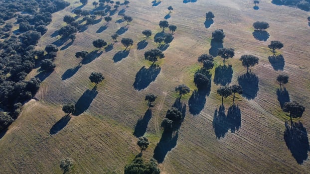 landscape, view, nature, trees, photo