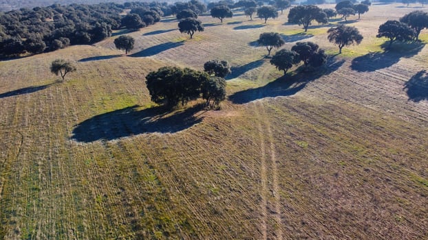agriculture, landscape, view, nature, trees, spain, sunny, from above, nature photo