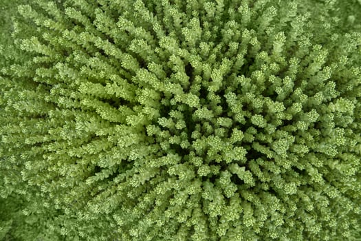 Lush green vegetation close up. top view of dense foliage with vibrant texture and natural pattern. photo