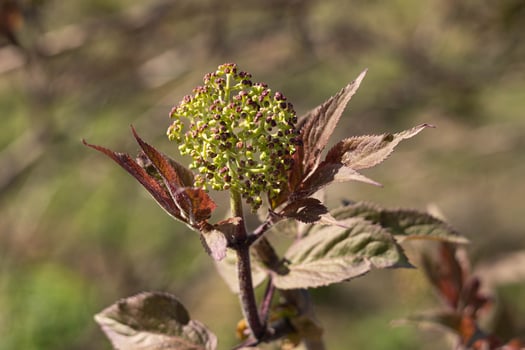 Elderberry blooming in spring against the background of the forest close-up, blurred background photo