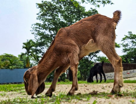 This small goat finds nourishment along the dirt road, embodying the essence of tranquility in nature photo