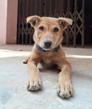 A Baby Dog Seat in font of a building photo