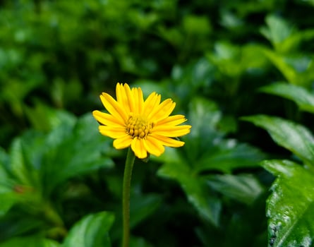 In the heart of verdant foliage, a striking yellow flower captures the essence of nature's charm photo