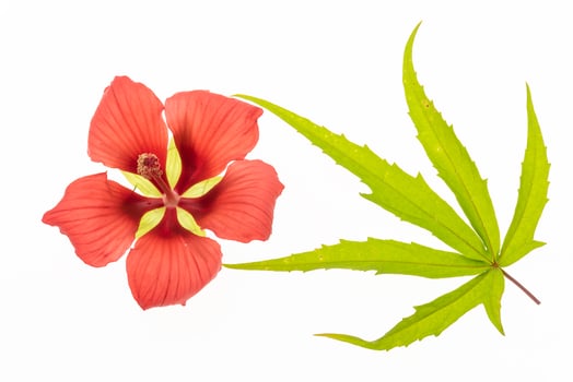 hibiscus red flower with green leaf on white photo