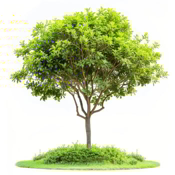 A lush green tree with broad leaves on a grassy mound, exuding tranquility. photo