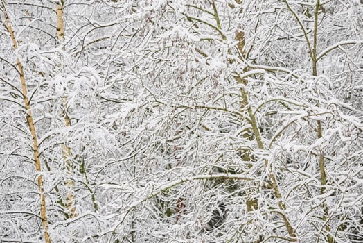 The heavy snowfall in a wild park, winter fairy tale in the forest, snow-covered tree branches, large flakes of snow are slowly falling, nobody, snow storm, blizzard photo