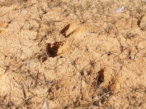 Deer tracks... the face of a man in the sand. photo