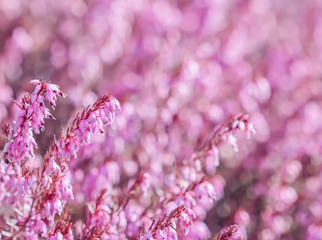 Pink Erica carnea flowers in the garden in early spring photo