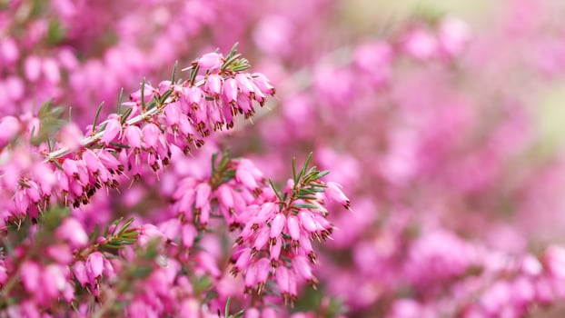 Pink Erica carnea flowers , winter Heath in the garden in early spring photo