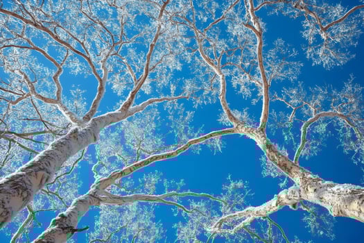 Snow covered birch trees reaching for the vibrant blue sky photo