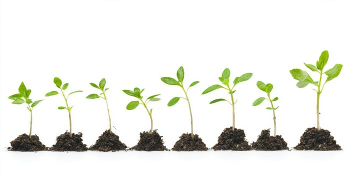 A row of small plants are growing in the dirt photo
