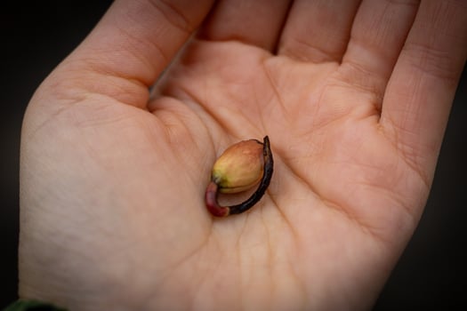 Hand holding a little seed sprouting photo