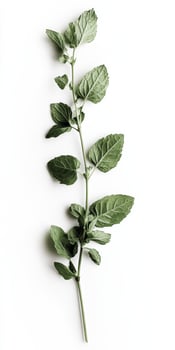 Fresh Mint Leaves Isolated on White Background for Culinary and Herbal Use photo