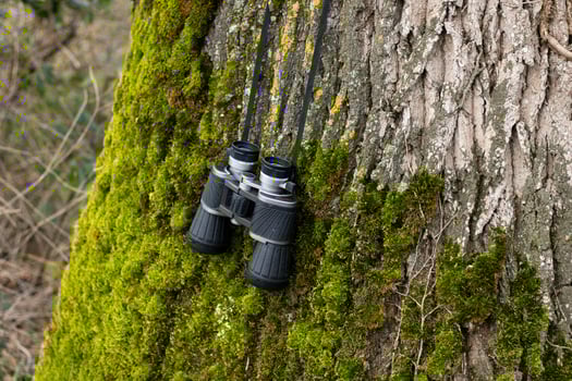Black binoculars on a fallen tree, travel concept photo