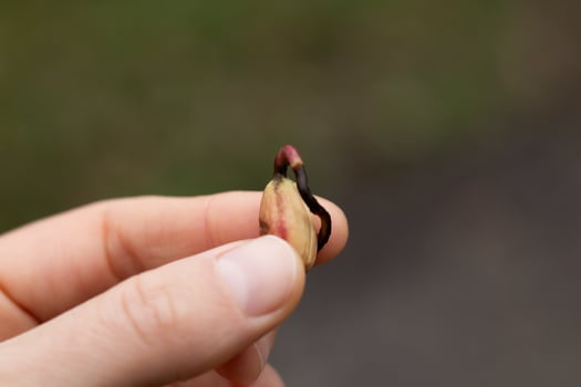 Hand holding a little seed sprouting photo