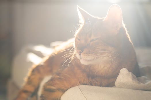 Lazy ginger cat resting in sunlight photo