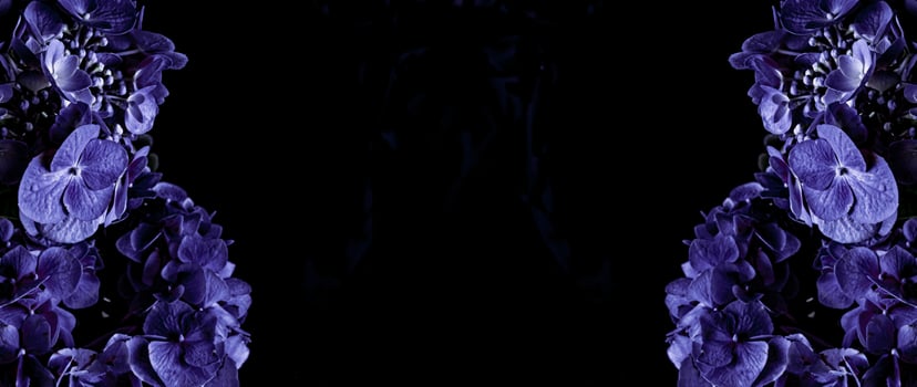 Purple Hydrangeas on Dark Background. Banner, copy space photo