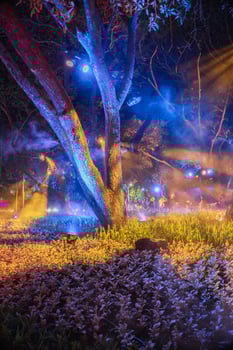 Chiang Rai, Thailand, on a mystical winter night with a luminous tree beneath a starry sky. photo