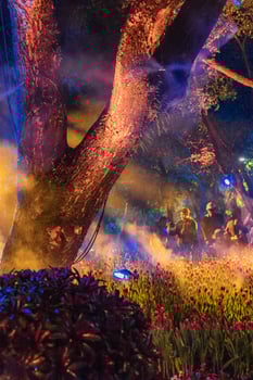 An charmed winter night in Chiang Rai, Thailand, containing a brilliant tree underneath a starry sky. photo