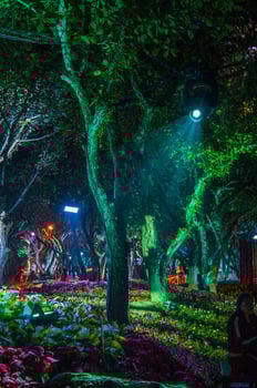 A light event showcasing a variety of plants and blossoms in Flora Park photo