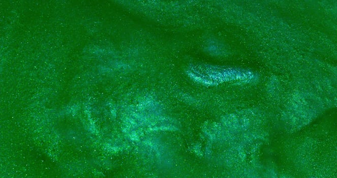 A green substance on the surface of the water photo
