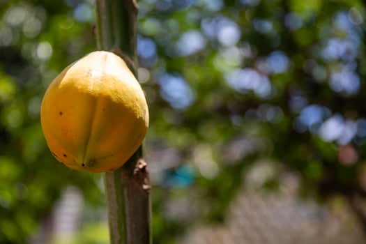 Single Small Ripe Papaya photo