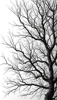 Monochrome Silhouette of Winter Tree Branches Against a Stark White Background photo