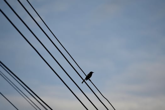 a bird rest on wire with sky background photo