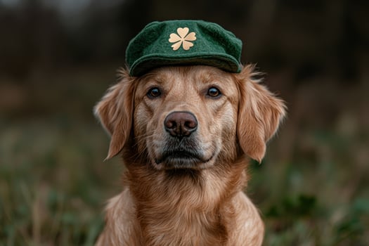 Golden Retriever wearing a green clover hat photo