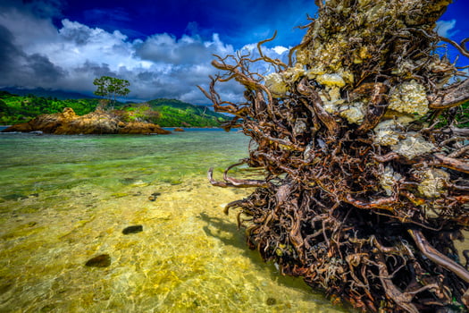 Tree roots in the foreground overlooking the sea photo