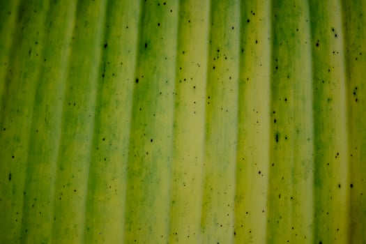 a close up of a banana leaf with black spots photo