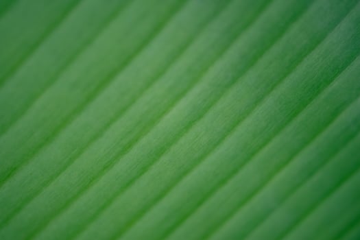 a close up of a green leaf with a very thin line photo