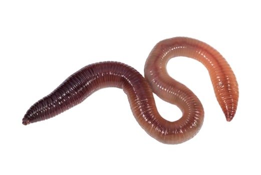 Earthworm on a white surface. Insects and animals photo
