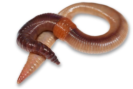 Earthworm close up on a white background. Animals and insects photo