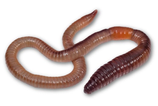 Large earthworm isolated on a white. Animals and insects photo