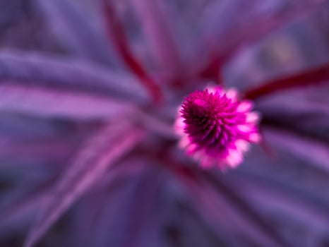 A close up of a purple flower photo