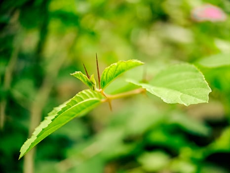 A green leaf with a small spike on it photo