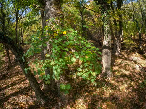 Autumn landscape, colorful leaves, September in an sunny beech forest photo