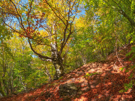 autumn beech forest with fancy tree trunks. photo