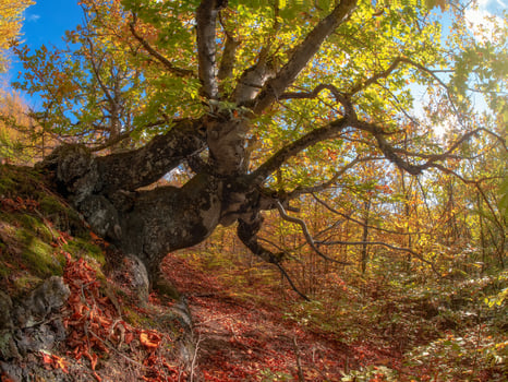gnarled old beech tree in a sunny autumn forest photo