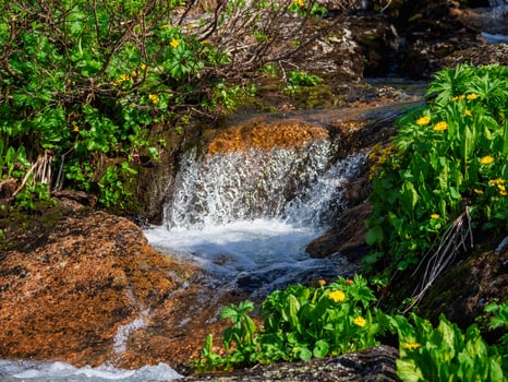 Small streams flow through the dense forests. photo