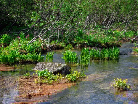Green forest and river. Small streams flow through the dense forests photo