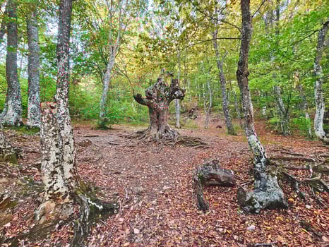 Beautiful forest with colorful trees and fallen dry leaves. photo